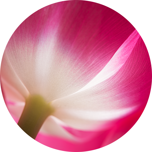 De tulp, fuchsia met wit van Marjolijn van den Berg
