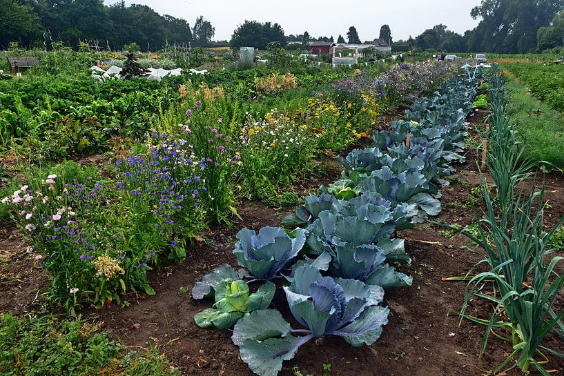rangée de choux rouges par Edgar Schermaul