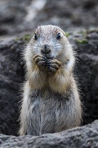 Nahaufnahme eines niedlichen Präriehundes