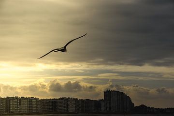 Meeuw, zee, kust van Stef De Vos