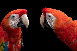 Tropisch Tweeluik Papegaaien van Jan te Rietstap