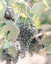 Grapes in vineyard Crete Greece - Fine Art Photography - Travel Photography by Kaylee Burger thumbnail