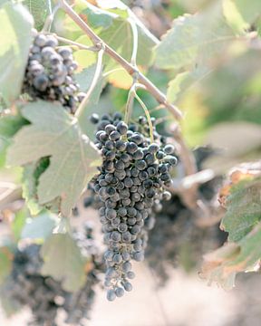 Druiven in wijngaard Kreta Griekenland - Fine Art Fotografie - Reisfotografie van Kaylee Burger