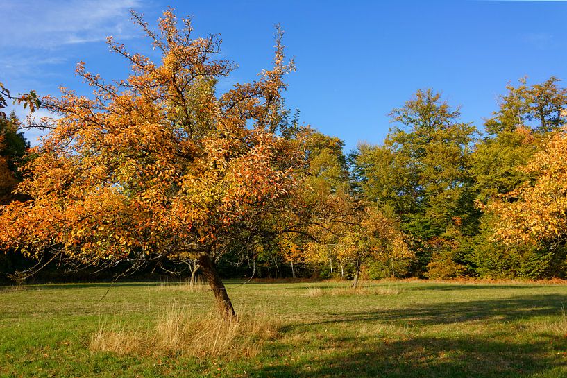 Verger en automne par Gisela Scheffbuch