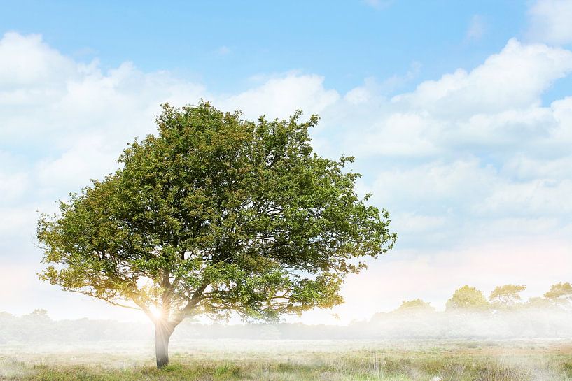 Sommer in Drenthe von Michelle Zwakhalen