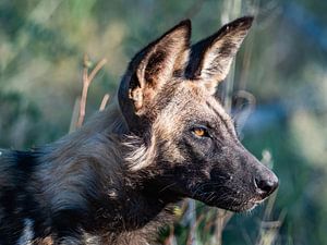 wilde hond van Marc Van den Broeck