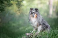sheltie in the forest