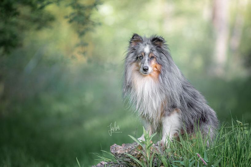 sheltie dans la forêt par Monique Smit