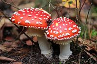 Rot mit weißen Punkten.