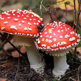 Rood met witte stippen. van Clicksby JB