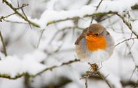 Robins 