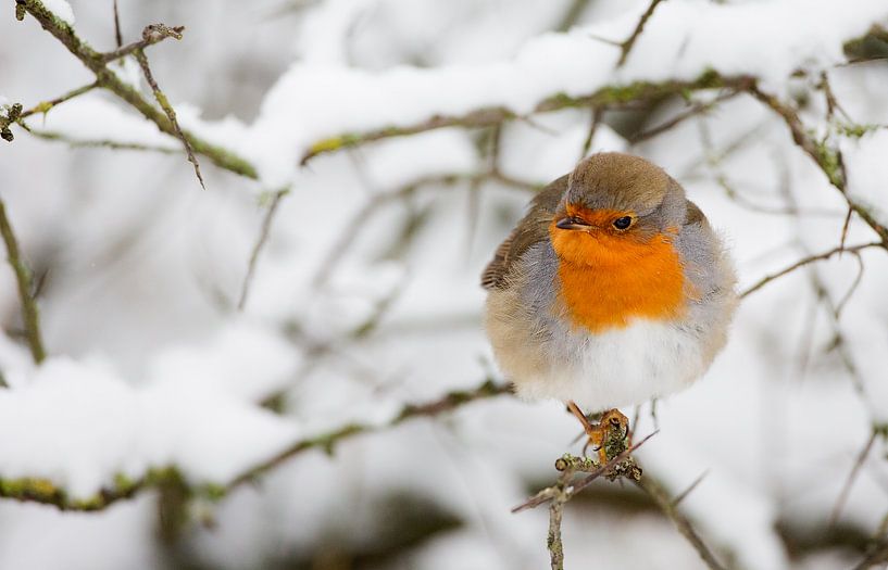 Roodborst  van Menno Schaefer