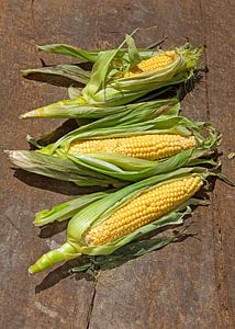 corn0232