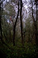 Baum nach dem Sturm