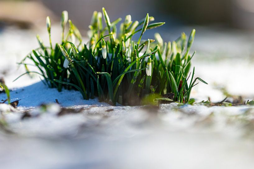 Snowdrop flowers bring early spring by Kim Willems