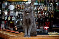 Pubcat, Amsterdam van Robert van Willigenburg thumbnail