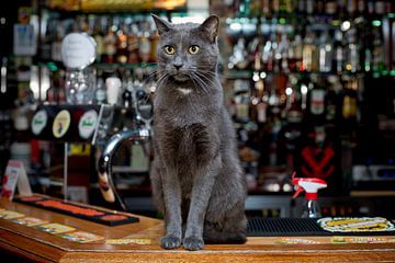 Pubcat Clyde, Trinity Amsterdam by Robert van Willigenburg