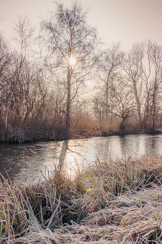 Le soleil d'hiver brille à travers les branches de l'arbre