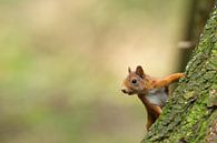 Eekhoorn van Wiel Arets thumbnail