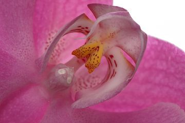 Orchidee hart