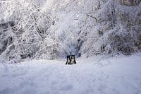 Border collies posant près d'arbres enneigés