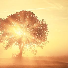 Juste un rêve sur Halma Fotografie