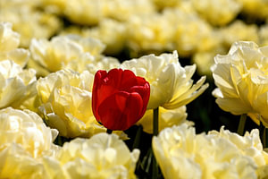 eine rote Tulpe unter gelben Tulpen