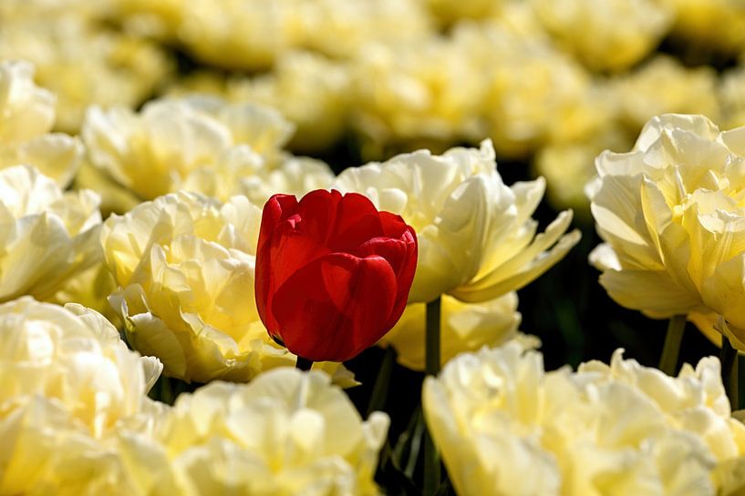 eine rote Tulpe unter gelben Tulpen von W J Kok