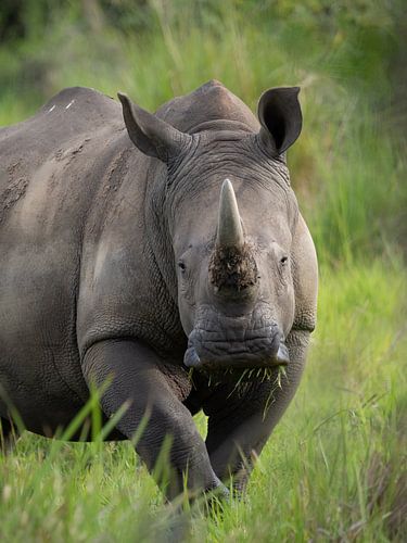 White rhino in Uganda's savannah by Teun Janssen