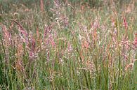 Blühendes Gras von Hanneke Luit Miniaturansicht