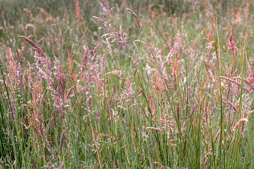 Blühendes Gras von Hanneke Luit