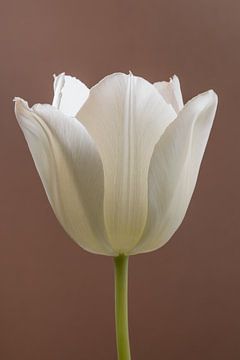 Einfachheit: Eine Tulpe mit einem mokkafarbenen Hintergrund (Moccha) von Marjolijn van den Berg
