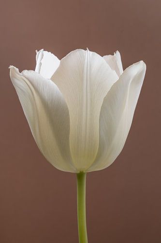 Eenvoud: Een tulp met een Mokka (Moccha) kleurige achtergrond