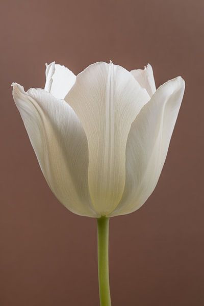 Einfachheit: Eine Tulpe mit einem mokkafarbenen Hintergrund (Moccha) von Marjolijn van den Berg