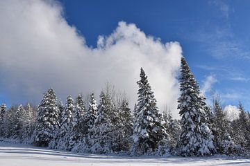 A snowy forest after the storm by Claude Laprise