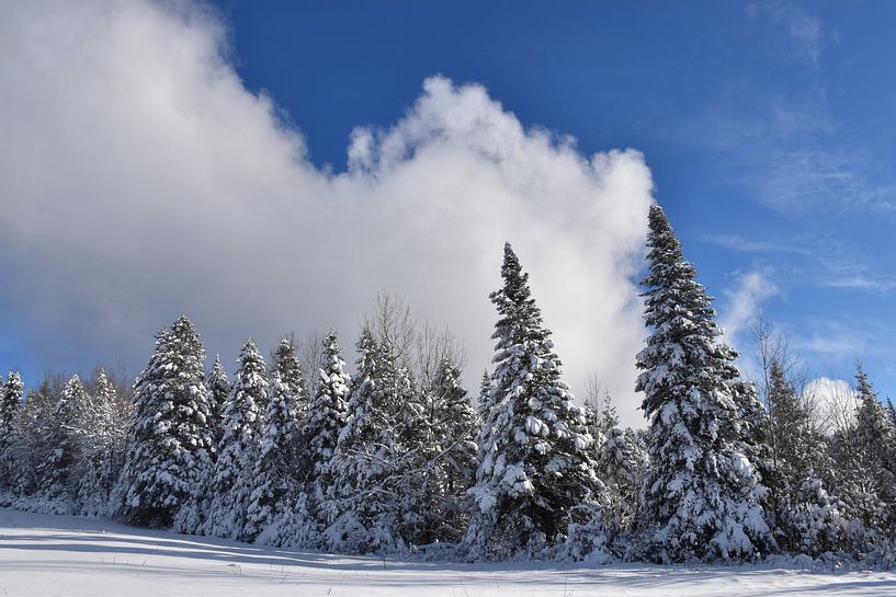 Ein verschneiter Wald nach dem Sturm von Claude Laprise