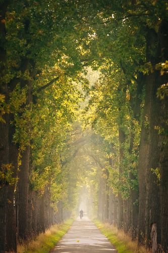 Fietser tussen de bomen in Stuifzand
