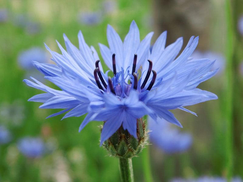 Blauwe wilde korenbloem von Dennis Morshuis