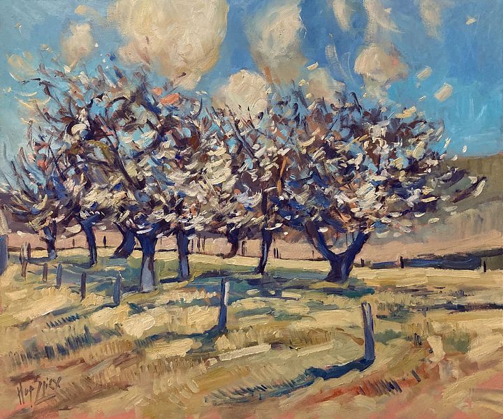 Flowering cherry orchard by Nop Briex