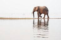 Elefant läuft über die Landzunge von Anja Brouwer Fotografie Miniaturansicht