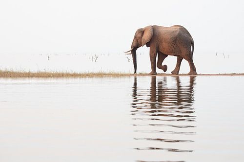 Eléphant marchant sur un promontoire