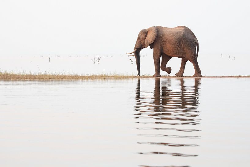 Elefant läuft über die Landzunge von Anja Brouwer Fotografie