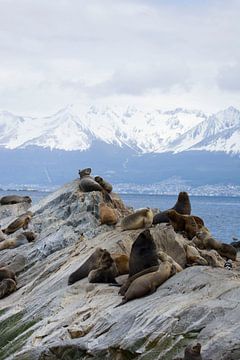Seals at the end of the world (standing) by Bianca Fortuin