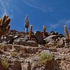 Cactus Valley in de Atacama woestijn van cobofoto