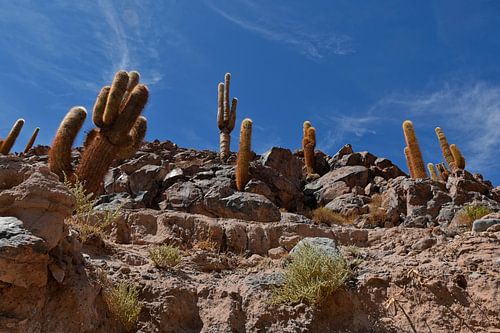 Cactus Valley in de Atacama woestijn