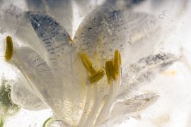 Schmucklilie in Eis 1 von Marc Heiligenstein