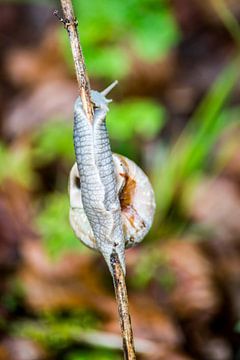A snail on a stick