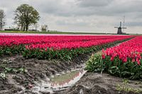 Dutch Photo,