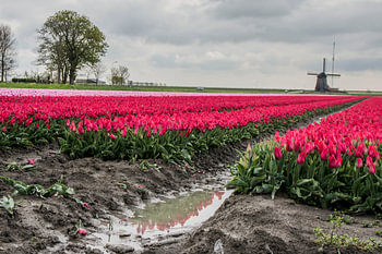 Dutch Photo,