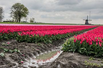Hollandse Foto, van Stephan Scheffer
